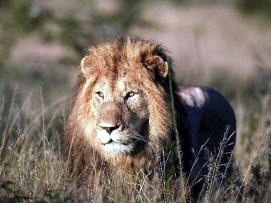 18 Tage Südafrika-Rundreise und Königreich Eswatini (Swasiland) ab € 4.749