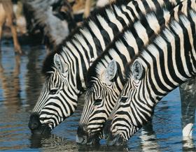 Südafrika-Rundreise Krügerpark und Kapstadt
