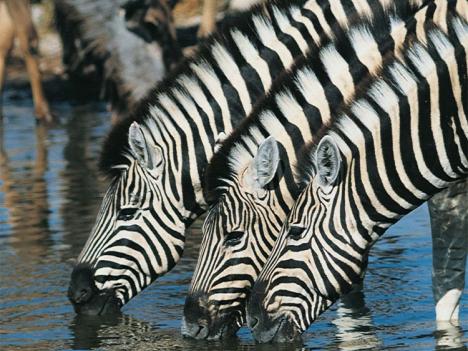 16 Tage Südafrika-Rundreise zwischen Krügerpark und Kapstadt ab € 4.799