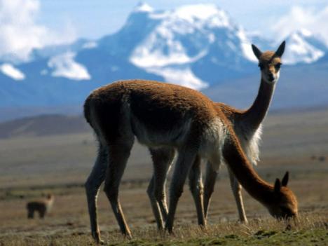 15 Tage Südamerika-Rundreise Peru - Bolivien - Argentinien - Brasilien ab € 3.049