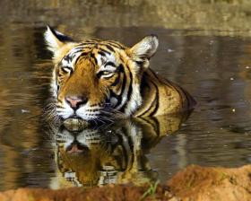 Indien-Rundreise Delhi - Jaipur - Agra und Tiger in Ranthambore