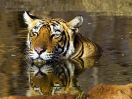 9 Tage Indien-Rundreise Delhi - Jaipur - Agra und Tiger in Ranthambore ab € 1.498