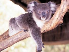 21 Tage Australien-Rundreise Melbourne - Sydney und Wüstenzug Ghan ab € 8.178