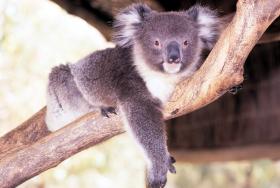 Australien-Rundreise Melbourne - Syndey - Wustenzug Ghan