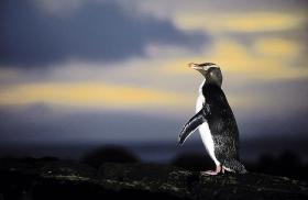 Neuseeland-Rundreise Stewart Insel und Cape Reinga