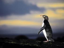 22 Tage Neuseeland-Rundreise Stewart-Insel und Cape Reinga ab € 5.766