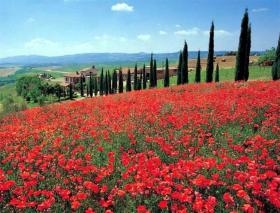 Toskana-Standortreise mit Pisa - Siena - Florenz