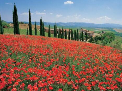 8 Tage Toskana-Standortreise mit Pisa - Siena - Florenz ab € 1.599