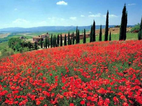 8 Tage Toskana-Standortreise mit Pisa - Siena - Florenz ab € 1.749