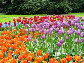 Rhein-Schiffsreise Holland - Amsterdam - Keukenhof