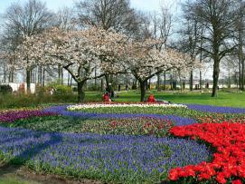 8 Tage Rhein-Schiffsreise Rotterdam - Amsterdam und Tulpenblüte ab € 1.049