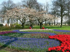 Rhein-Schiffsreise Rotterdam - Amsterdam - Tulpenblüte