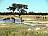 Botswana-Chobepark-Wasserloch-Foto-Gorgo-Gemeinfrei