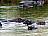 Namibia-Caprivi-Okavango-Flusspferde-Foto-HarveyBarrison-CCBYSA20
