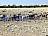Namibia-Etoshapark-Zebraherde-am-Wasserloch-Ute