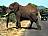 Suedafrika-Kruegerpark-Elefant-Crossing