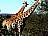 Suedafrika-Kruegerpark-Giraffen-02