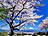 Japan-Fuji-Kirschbluete