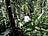 Australien-Kuranda-Regenwald