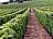 Frankreich-Burgund-Weinberg isa
